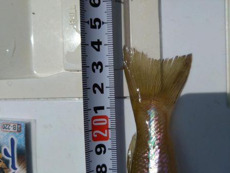 加斗の海岸で良型キス