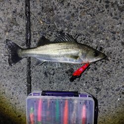 シーバス70cm出ました