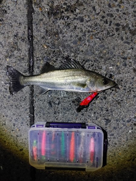 シーバス70cm出ました