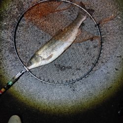 今回は大苦戦でした