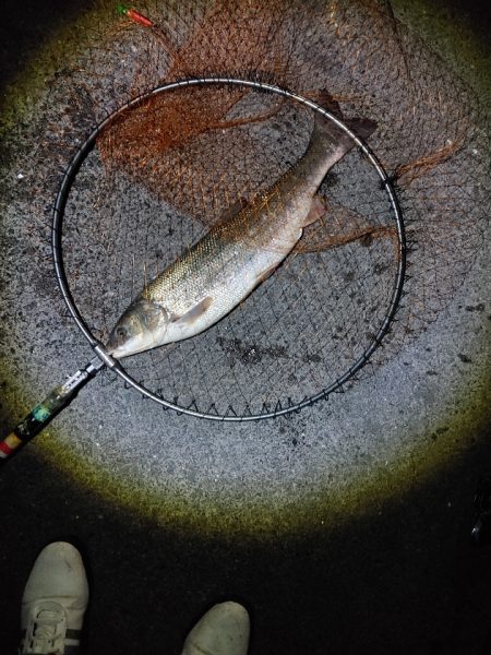 今回は大苦戦でした