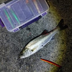 バイト(当たり)は多いです