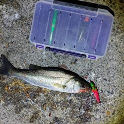 セイゴ30cmを2匹