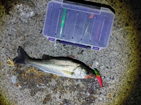 セイゴ30cmを2匹