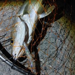 爆釣と言って良いと思います(^^)