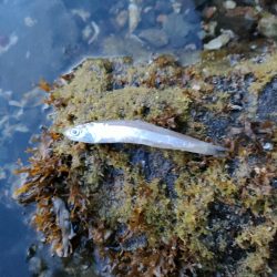 ヒラセイゴ祭り