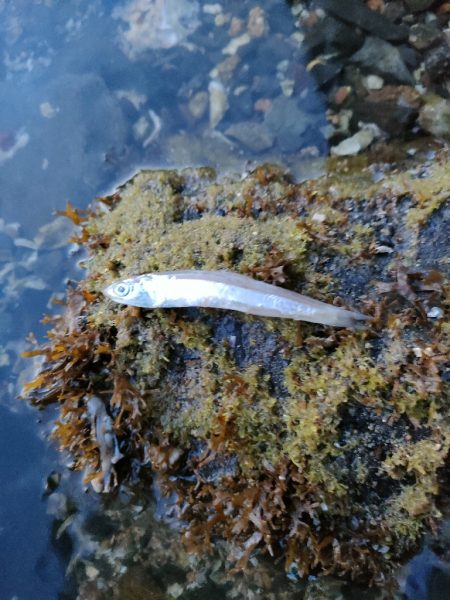 ヒラセイゴ祭り