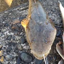 マゴチ2匹！フクラギ多