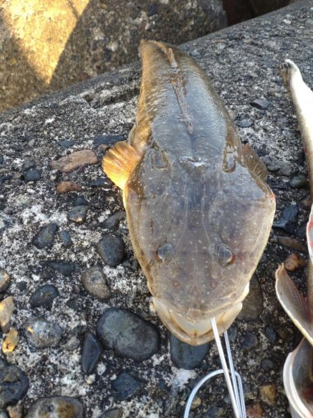 マゴチ2匹！フクラギ多