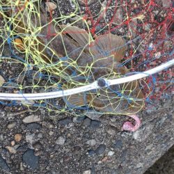 フクラギ多数!マゴチ1匹!