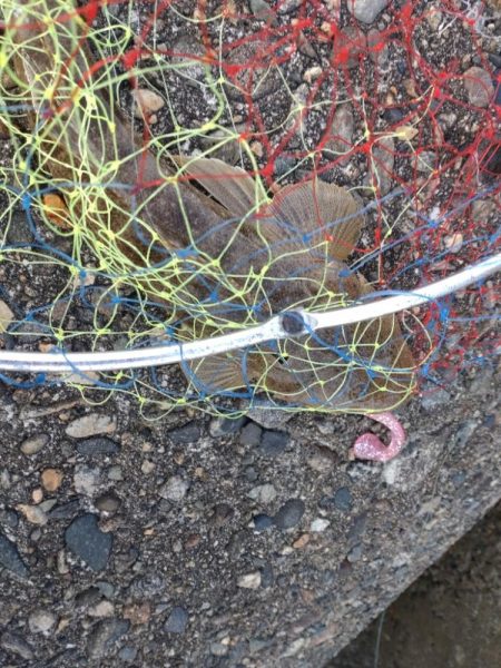 フクラギ多数！マゴチ１匹！