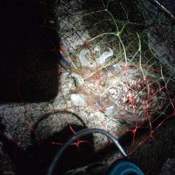 ケンサキ、コウイカ