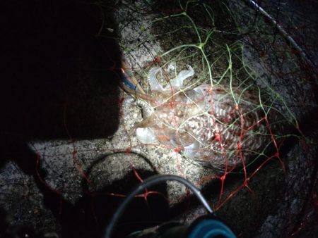 ケンサキ、コウイカ