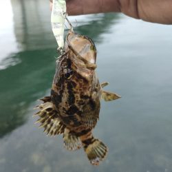 釣りキャン帰りに