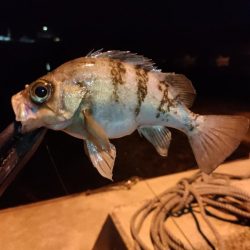 小豆島釣りキャンツーリング初日釣果
