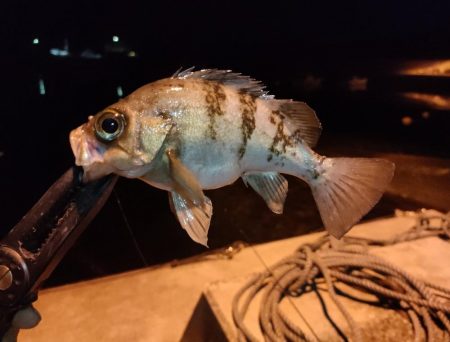 小豆島釣りキャンツーリング初日釣果