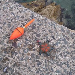 ガシラしかいない