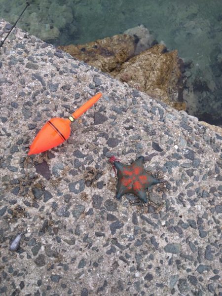 ガシラしかいない