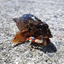 ファミリーサビキ