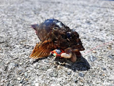 ファミリーサビキ