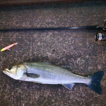 タコのちシーバス🐙🐟