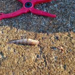 1年ぶりの釣果は…?