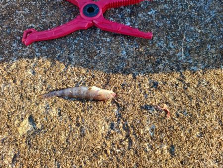 1年ぶりの釣果は…?