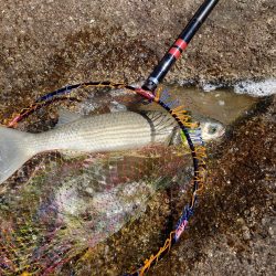 広島湾のノッコミ祭会場探し