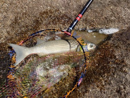 広島湾のノッコミ祭会場探し