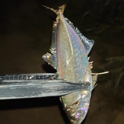 お目当ての魚は釣れませんでした！