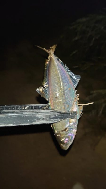 お目当ての魚は釣れませんでした！