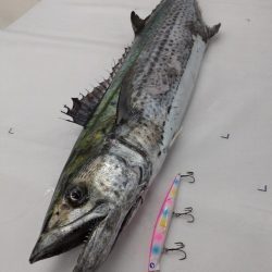 今年初の鰆はメーターオーバー!!