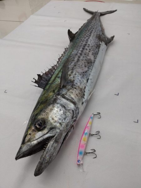 今年初の鰆はメーターオーバー!!