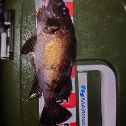 メバルウキ釣り