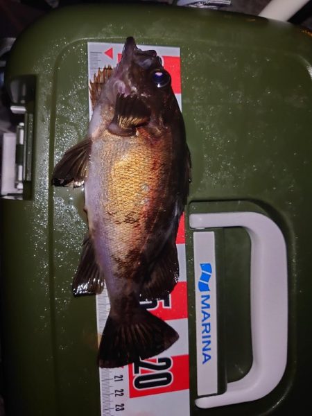 メバルウキ釣り