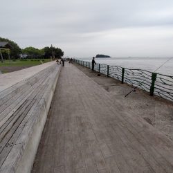 サバ狙い朝釣行