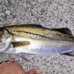 ガシラ、メバル、シーバス