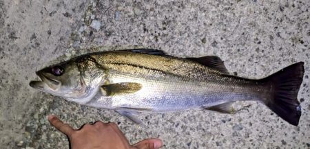 ガシラ、メバル、シーバス