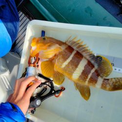 タイラバで甘鯛