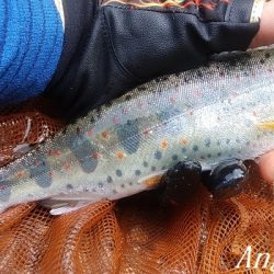 雨後はやっぱり高活性!良型入れ食い!