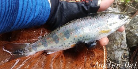 雨後はやっぱり高活性!良型入れ食い!