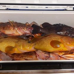 日本海根魚狙い