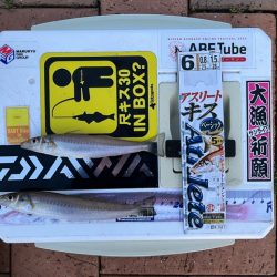 ＧＷ天草キス釣り遠征でした　その３