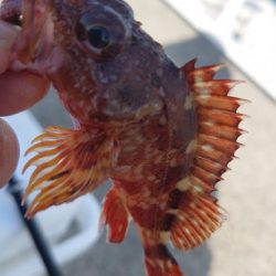 やっぱり穴釣り