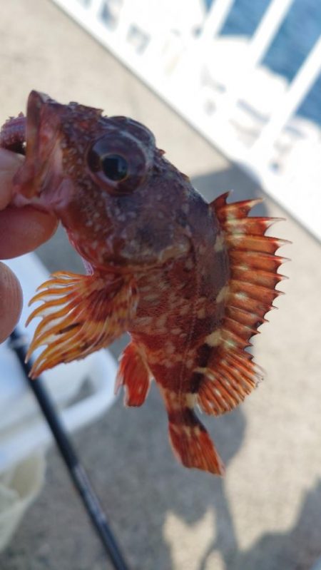 やっぱり穴釣り