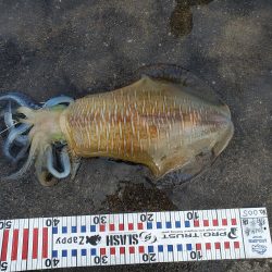 春アオリイカ狙い