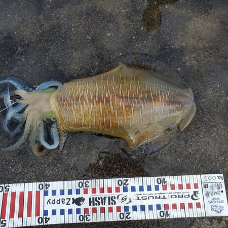 春アオリイカ狙い