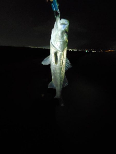 スズキは何年ぶりだろうか