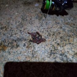 バチ抜けシーバス