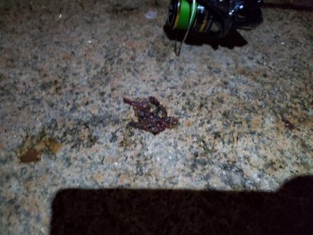 バチ抜けシーバス